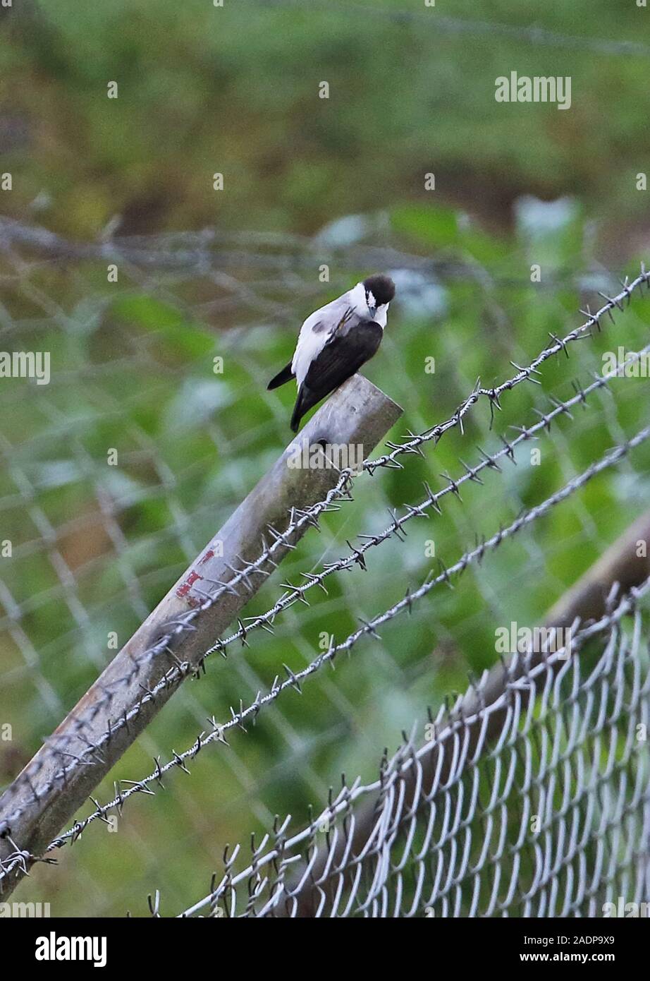 Torrent Flyrobin (Monachella muelleriana) adult perched on fence post scratching  Mount Hagen, Papua New Guinea     July Stock Photo