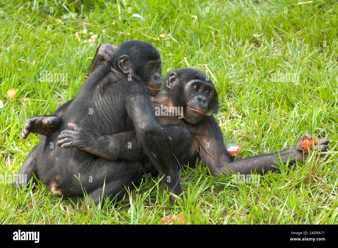 Bonobo apes (Pan paniscus) mating while feeding. Sexual activity while