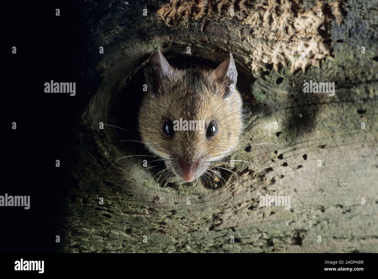 Woodmouse (Apodemus sylvaticus) peering out of a rotten tree. Also