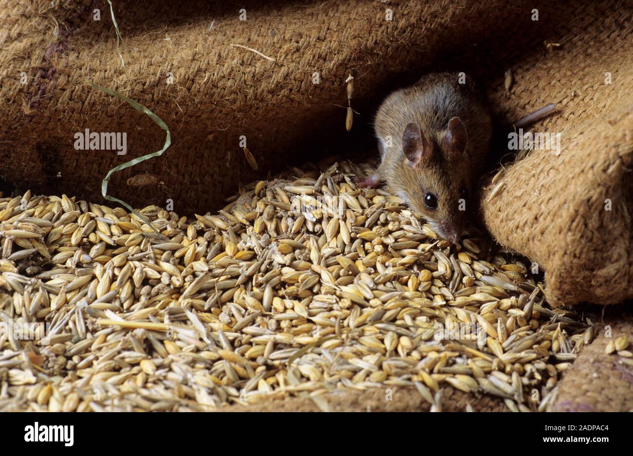 Мышка с зерном