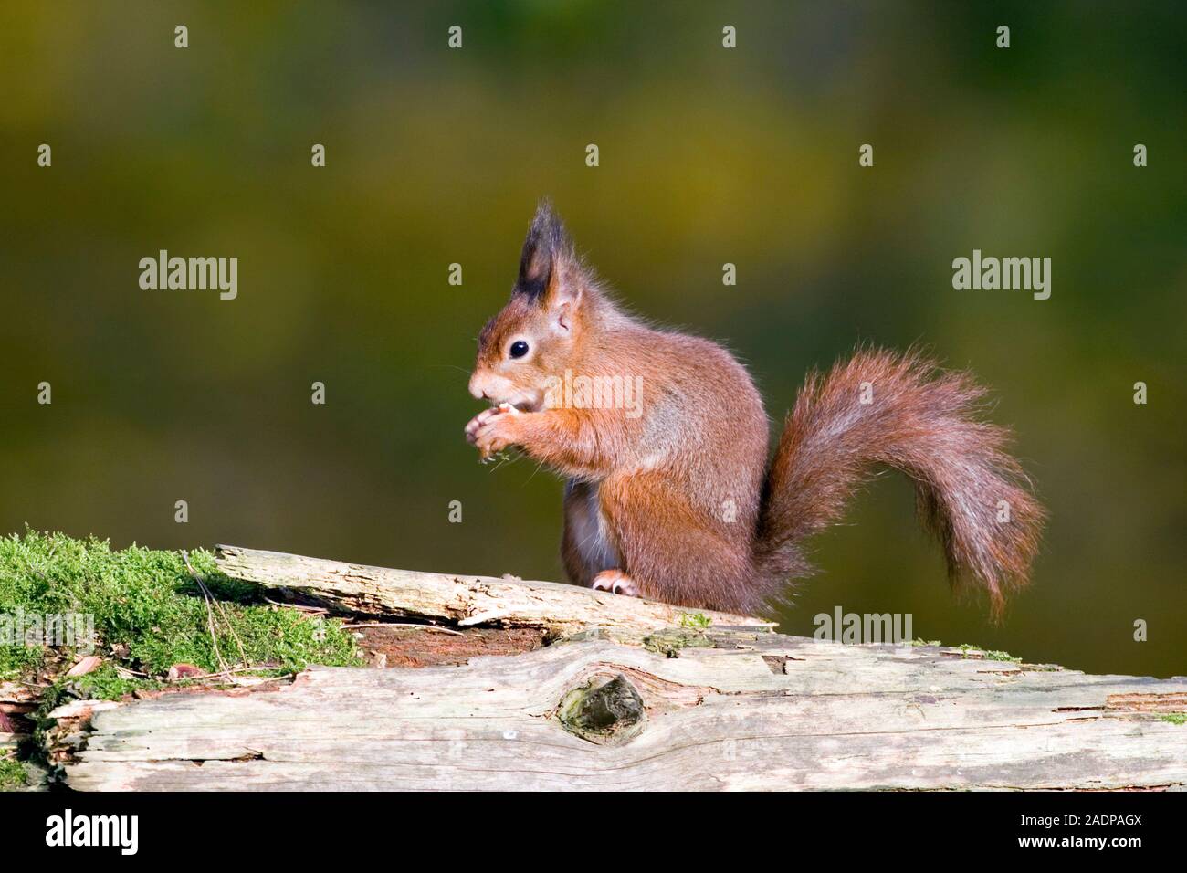 Red squirrel (Sciurus vulgaris) eating a nut. Red squirrels are