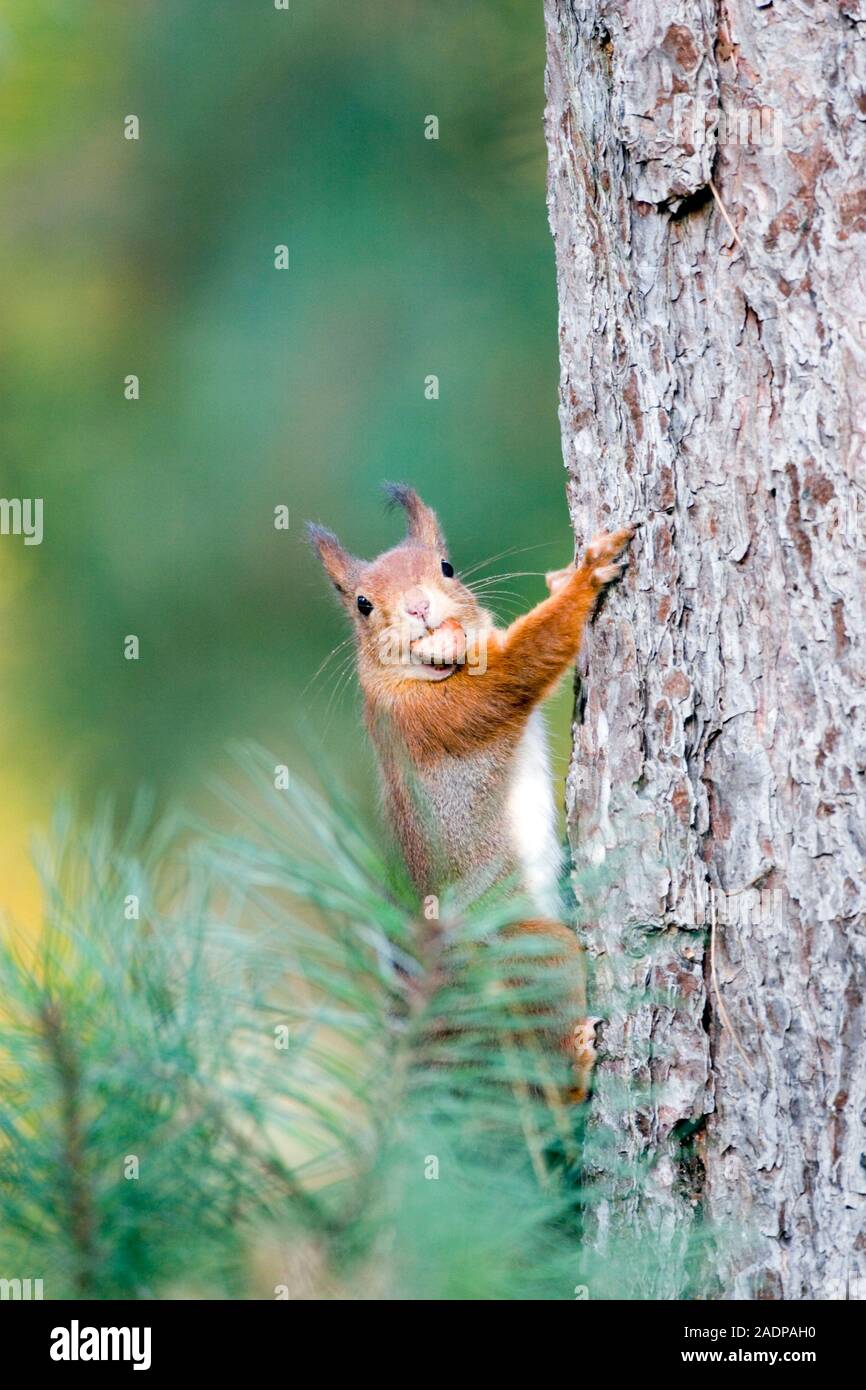 Red squirrel (Sciurus vulgaris) carrying a hazelnut (Corylus avellana