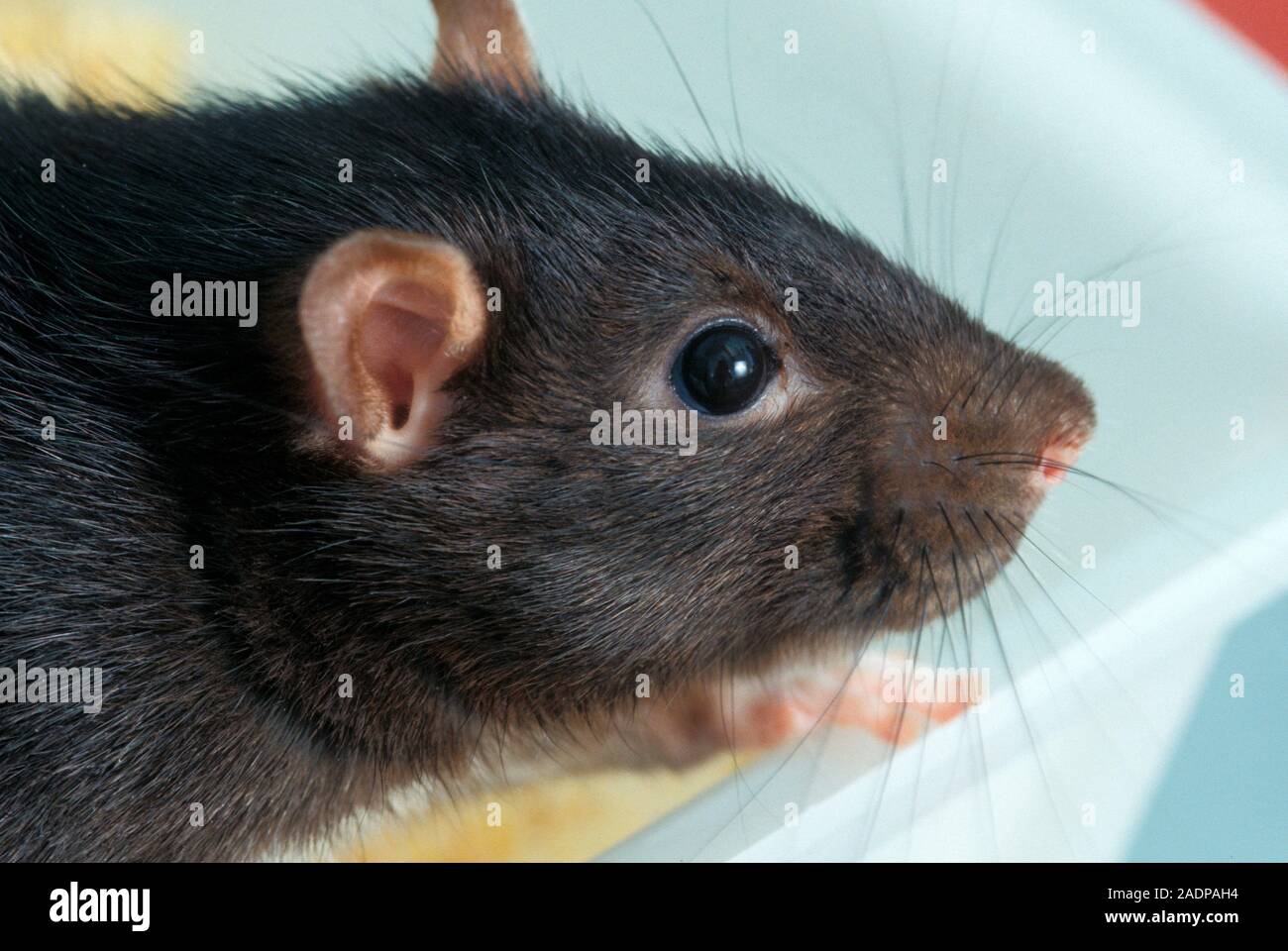 Norwegian Lab Rats Laboratory rat. Brown rat (Rattus norvegicus) in a laboratory Stock ...