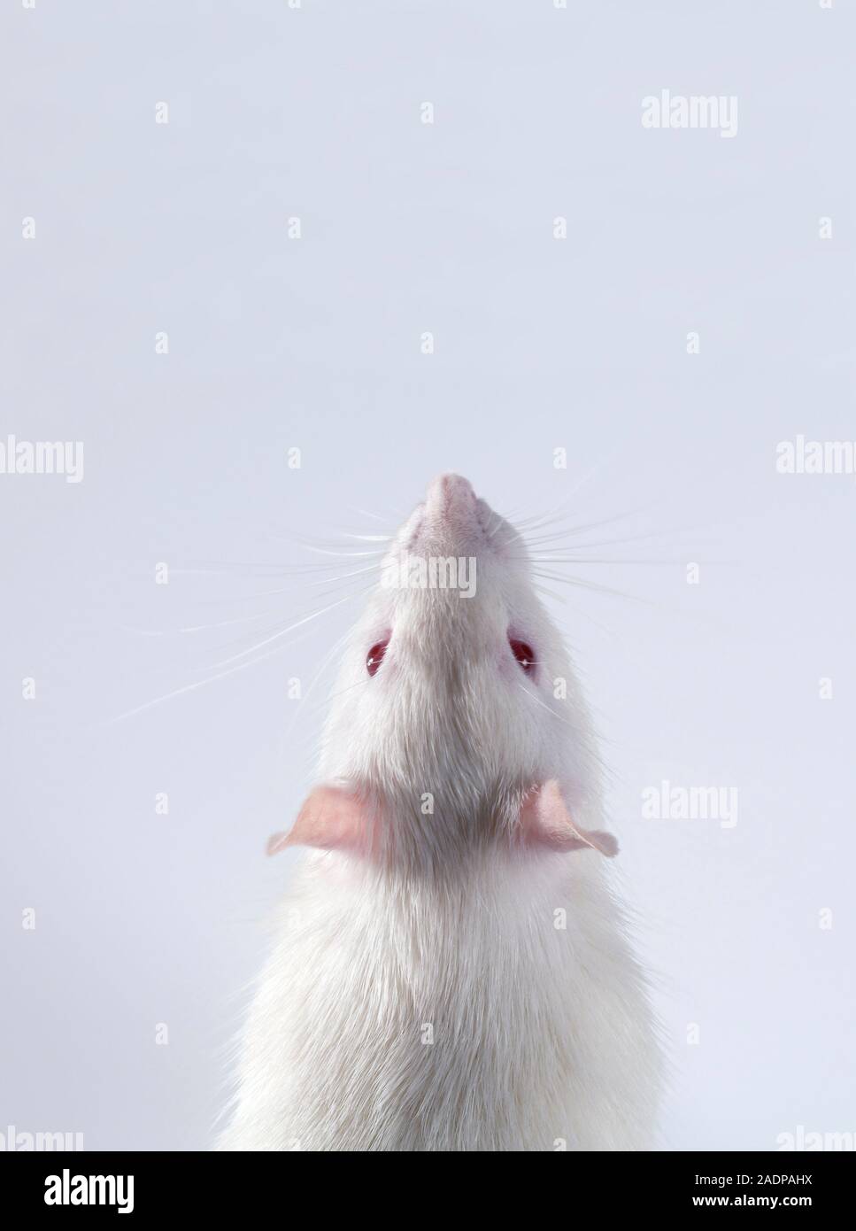 Laboratory rat. Albino brown rat (Rattus norvegicus). This breed of rat ...