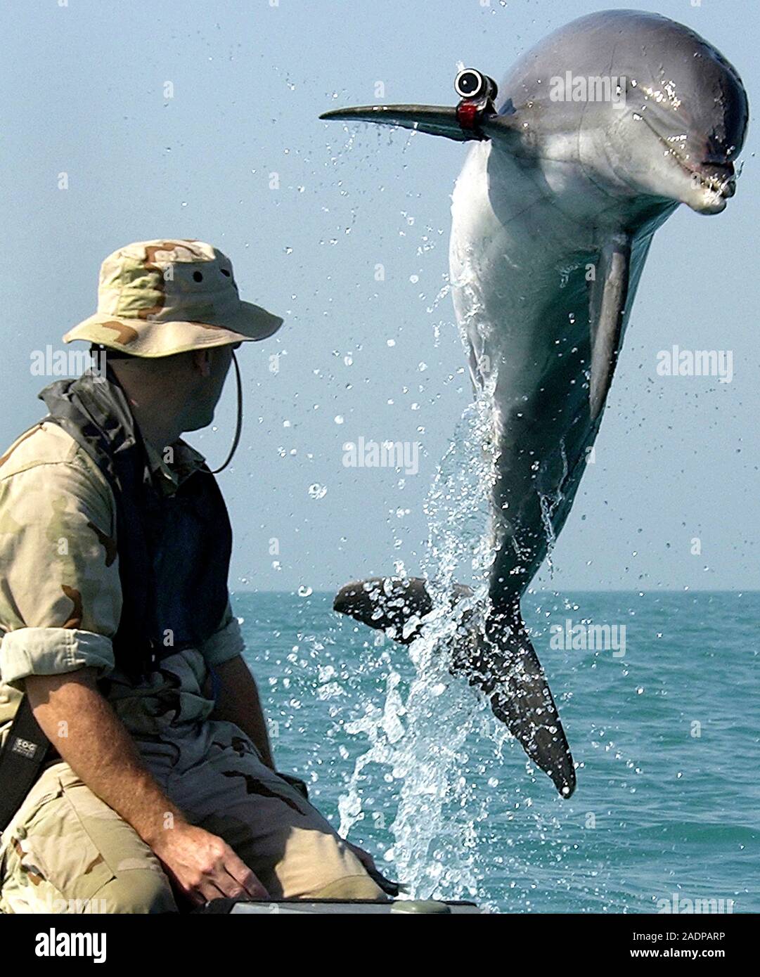 US Navy bottlenose dolphin (Tursiops truncatus) leaping out of the sea in the Arabian Gulf. This dolphin was trained at the Navy Marine Mammal Program Stock Photo