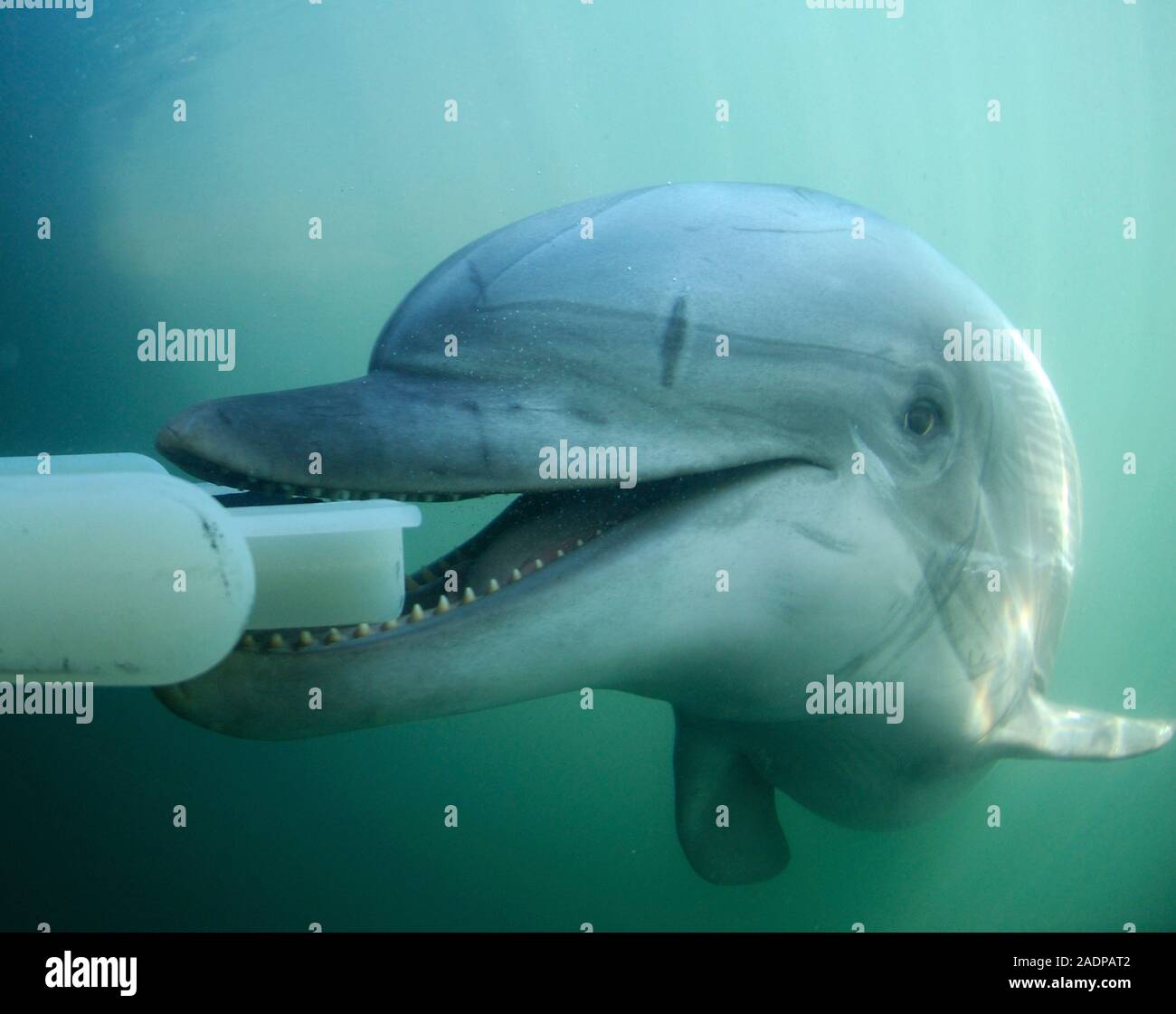 Dolphin training, Navy Marine Mammal Program, San Diego, USA