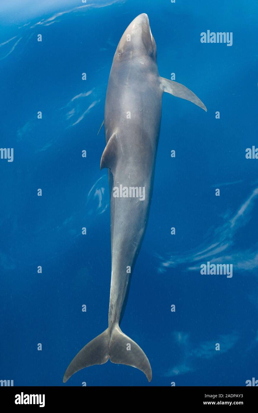 Melon-headed whale (Peponocephala electra). Photographed in the eastern ...