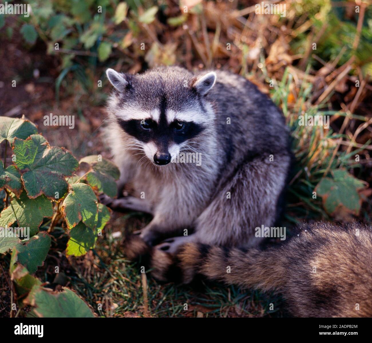 North American raccoon, Procyon lotor, sitting on the ground. The ...