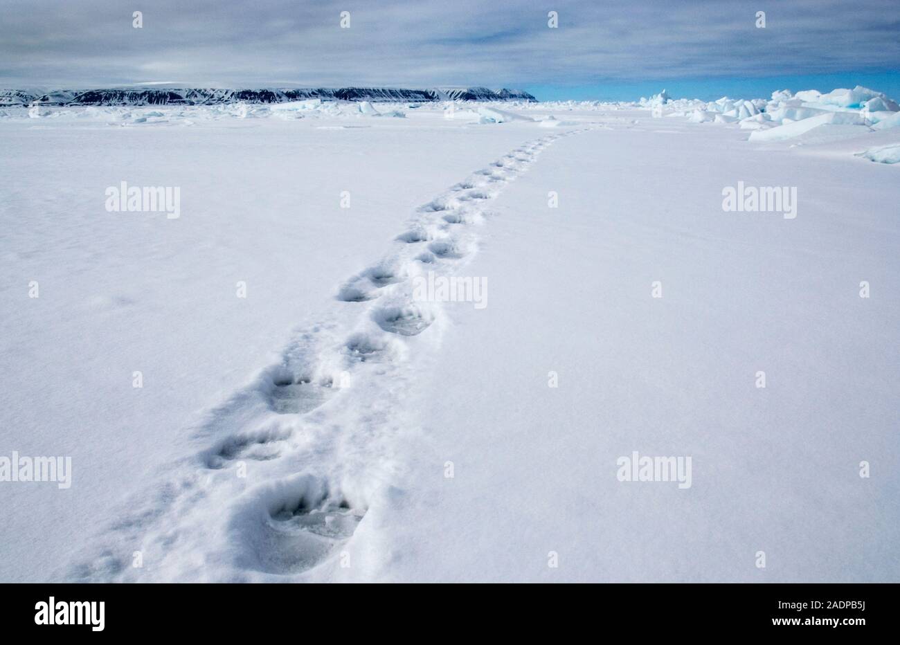 Polar bear tracks, Canada. In recent years, the effects of global ...