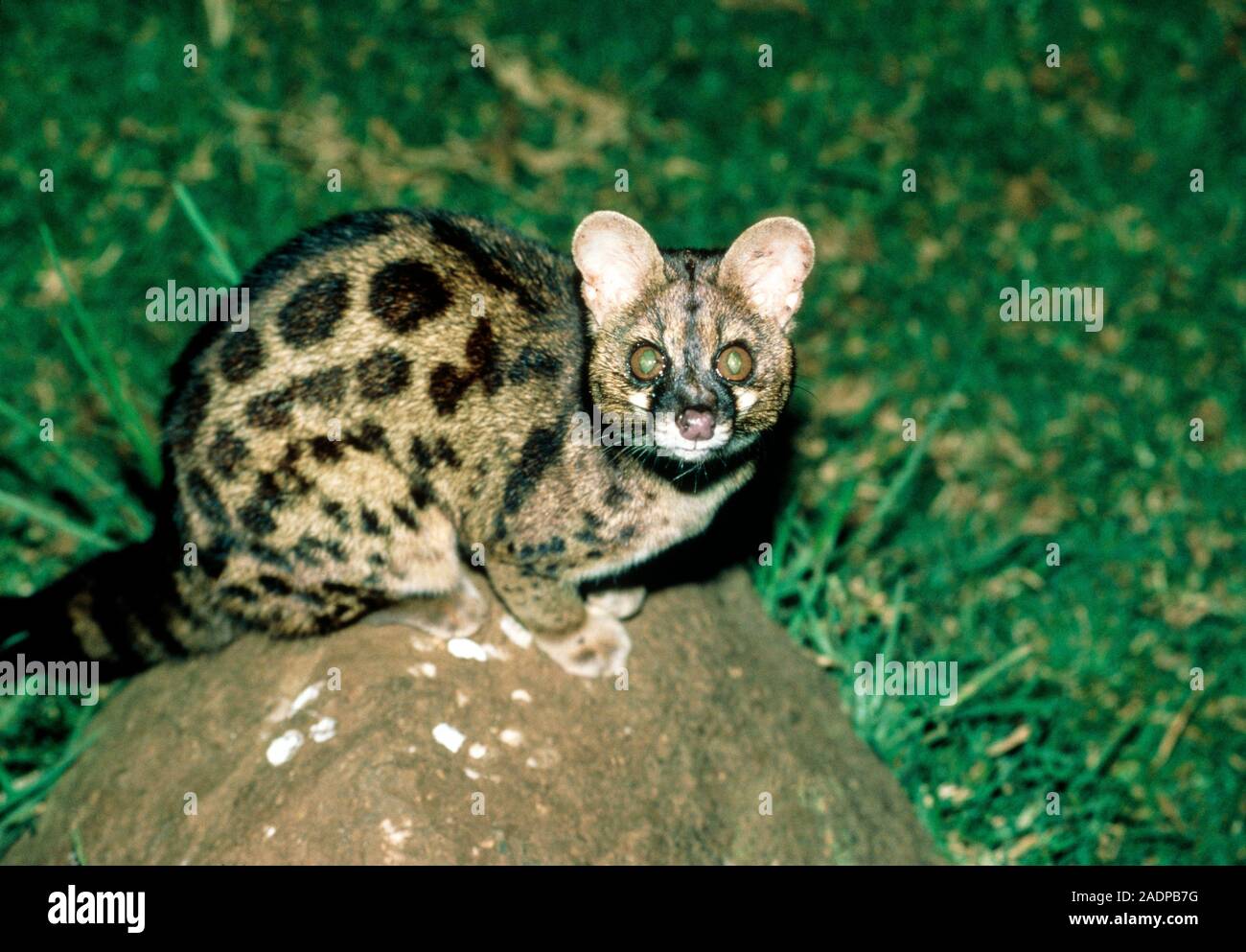 Largespotted View of a largespotted tigrina