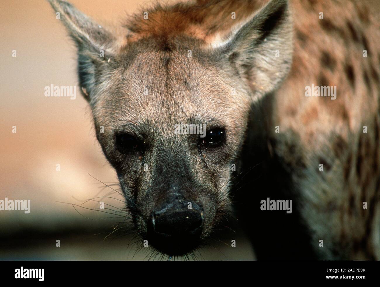 Spotted hyena (Crocuta crocuta). This is the largest and most powerful ...