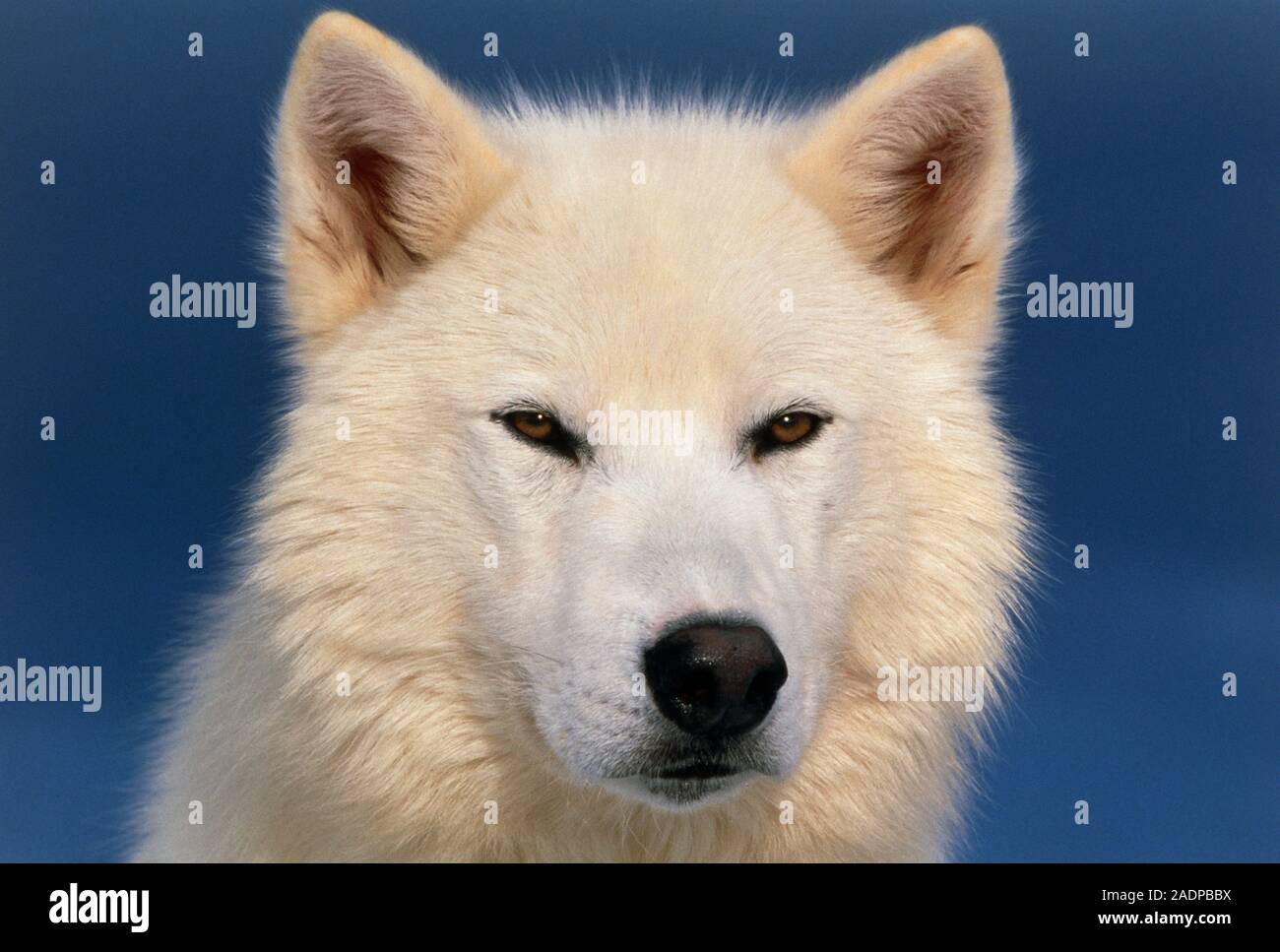Grey wolf. View of the white form of a grey or timber wolf (Canis lupus ...