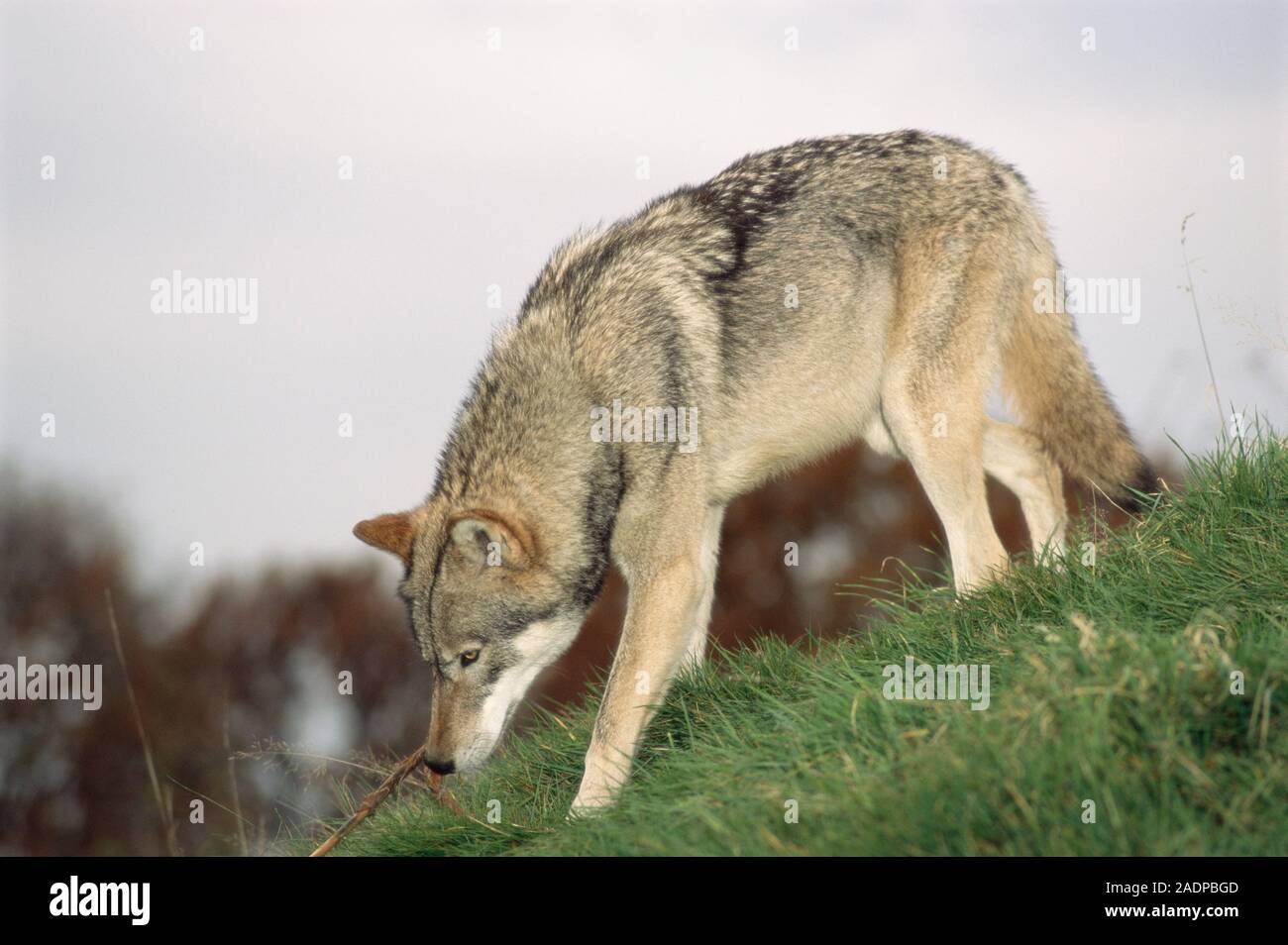 Grey wolf (Canis lupus Stock Photo - Alamy