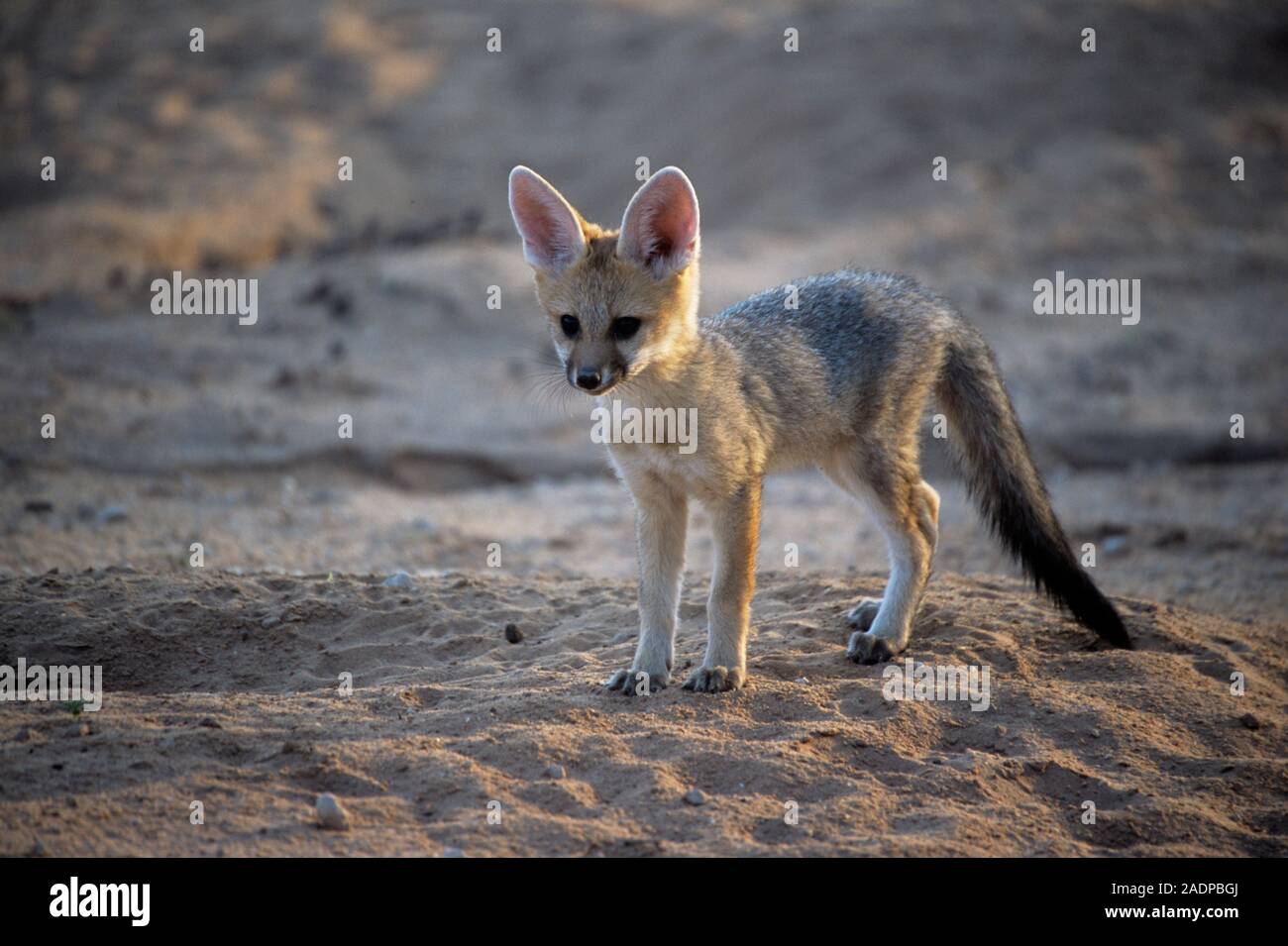 Cape fox pup (Vulpes chama) at the entrance to its den. Female cape