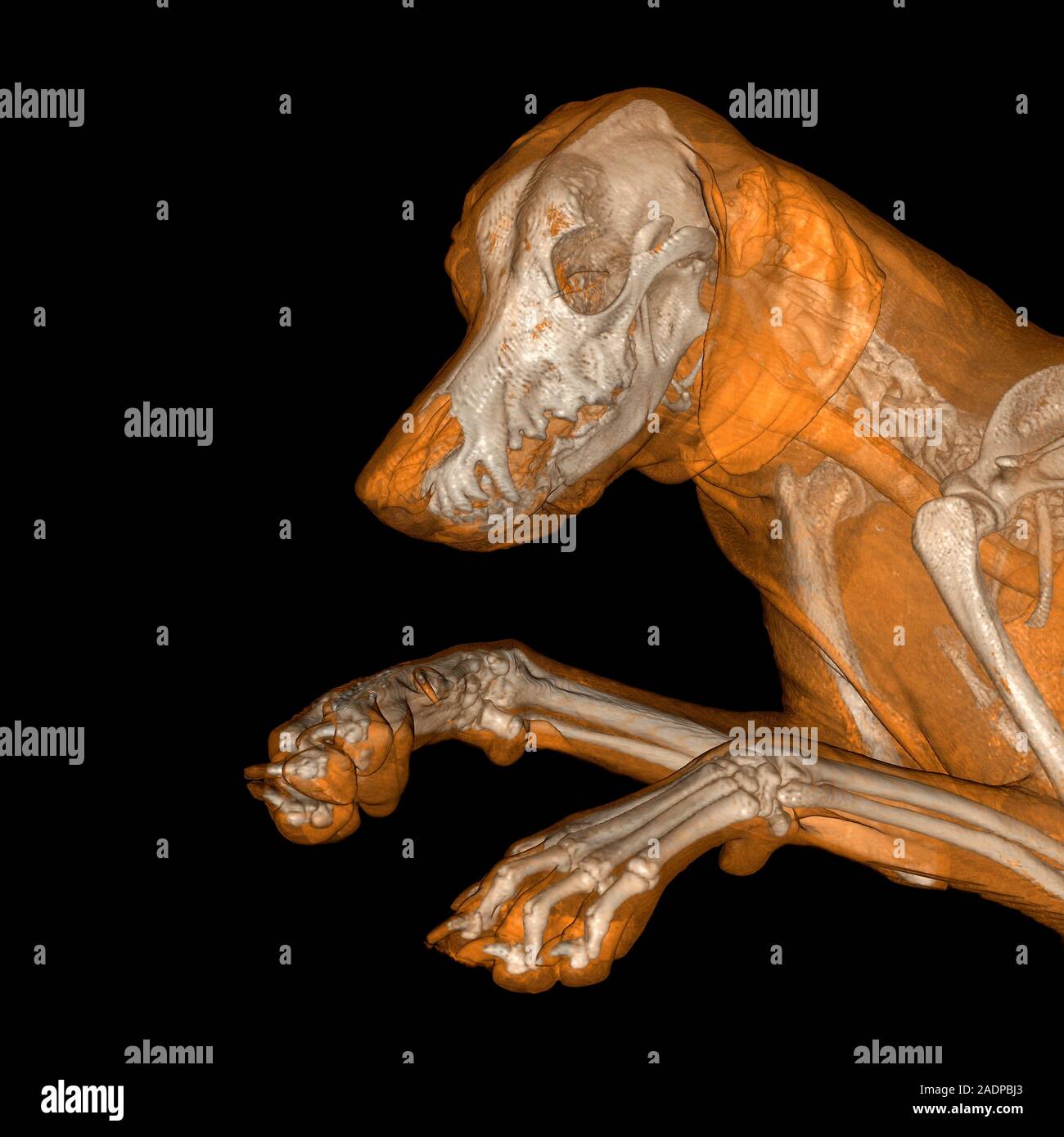 Dog. Coloured 3D magnetic resonance imaging (MRI) scan showing the ...