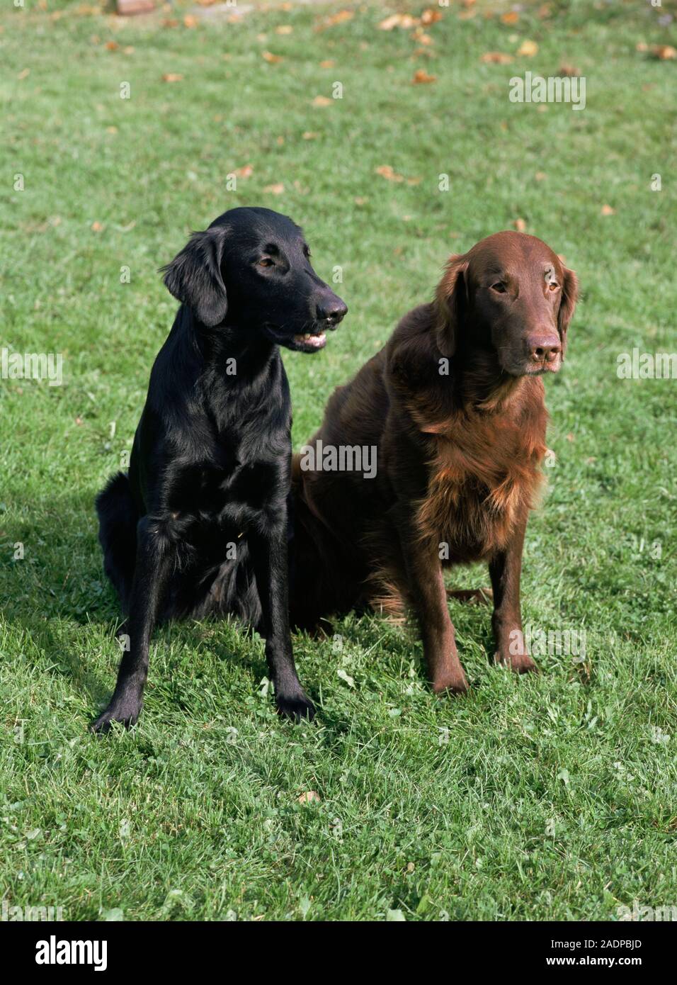 Flat-coated retrievers. Stock Photo