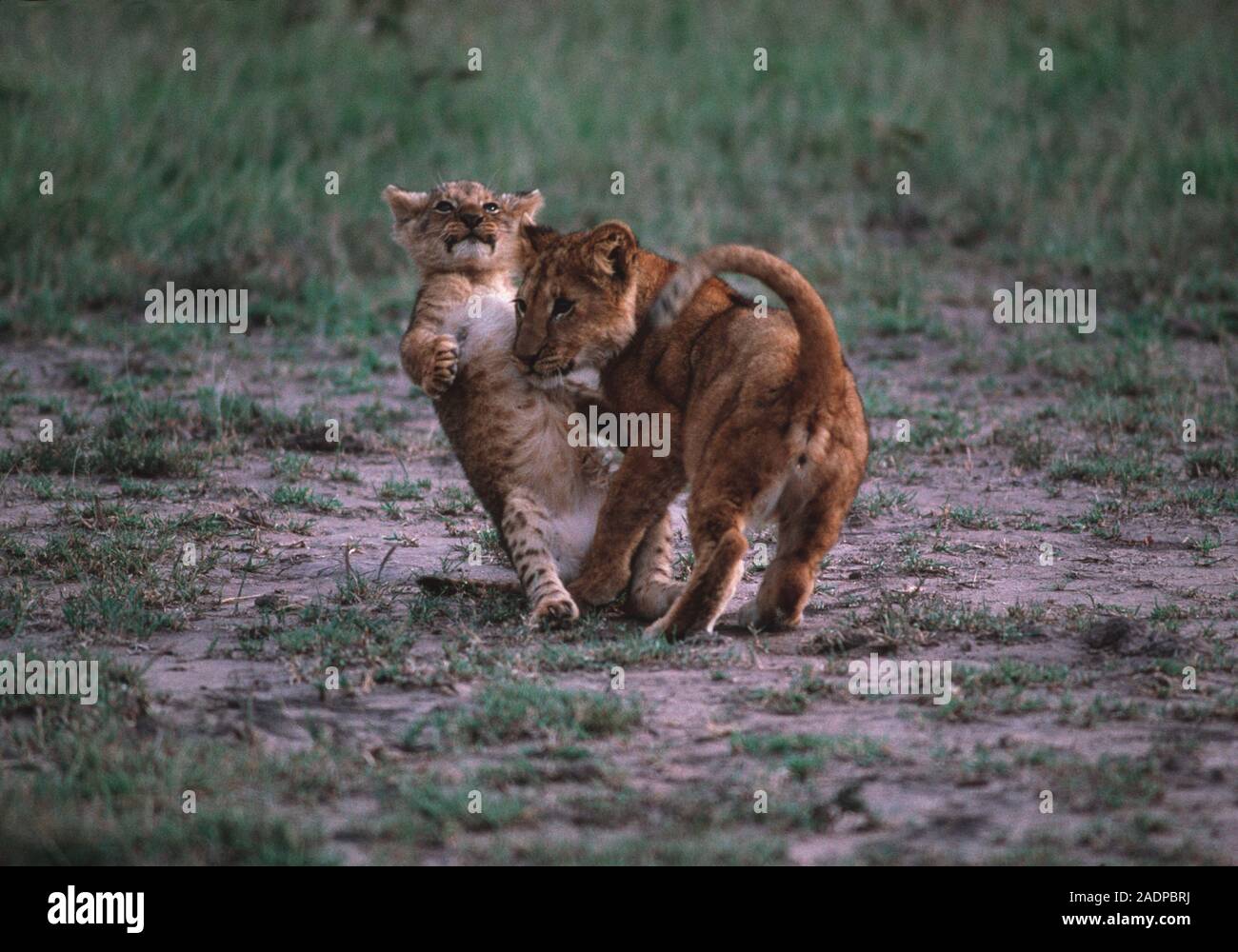 How Female Lions Use Their Cunning to Protect Their Cubs | Discovery, image size:1300x1000