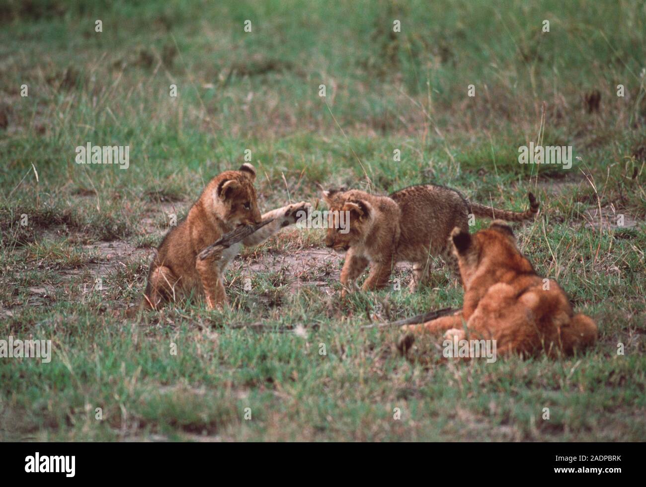 Lion Cubs in the Wild: Rare and Beautiful Sighting, image size:1300x980
