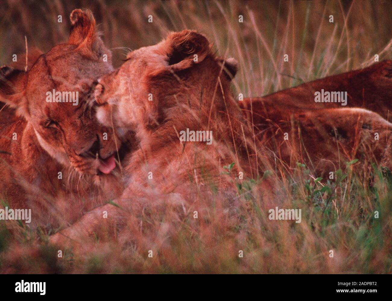 Female lions (Panthera leo) grooming one another. These large