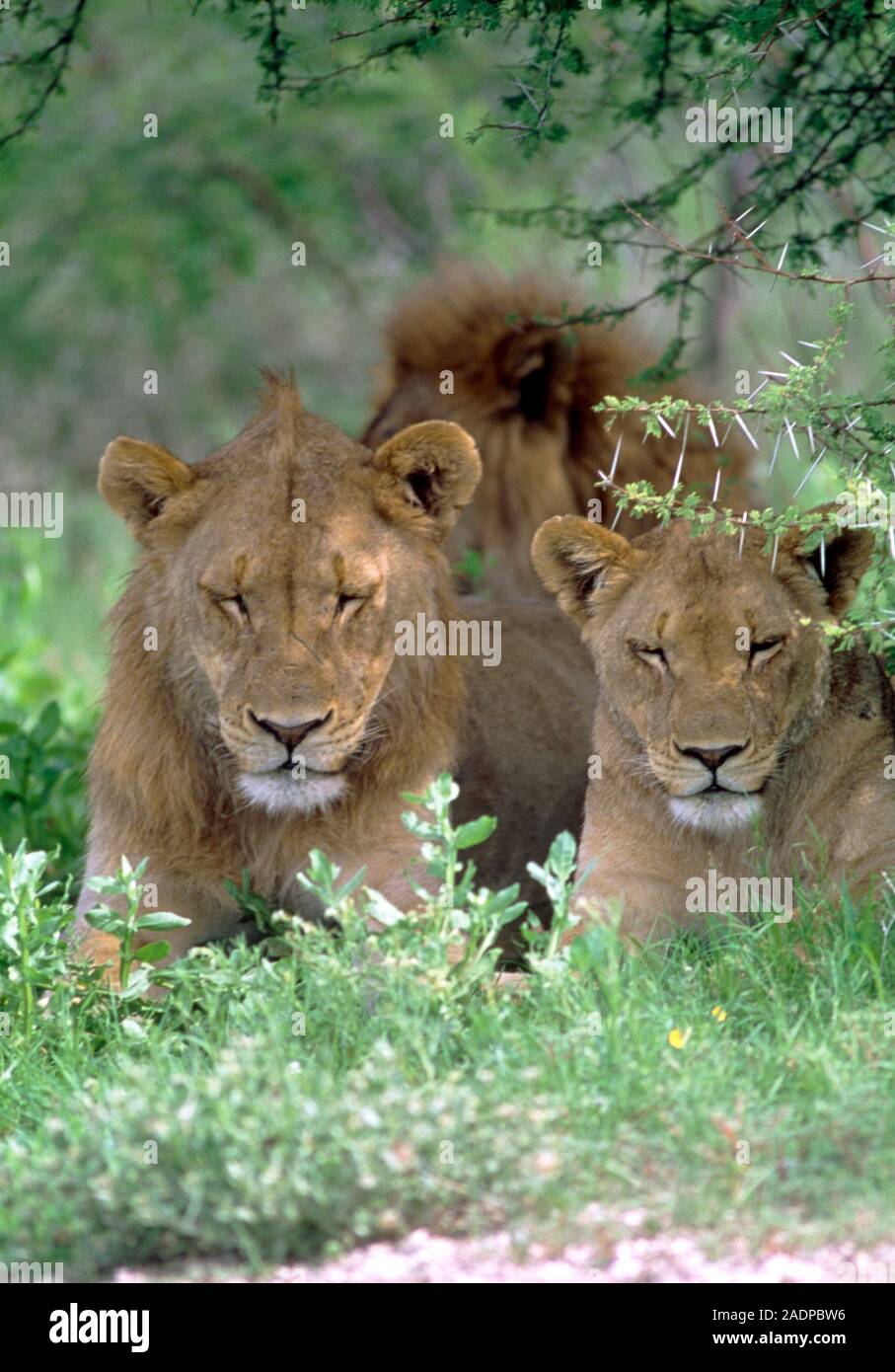 Lions (Panthera leo) relaxing in vegetation. These large carnivores are