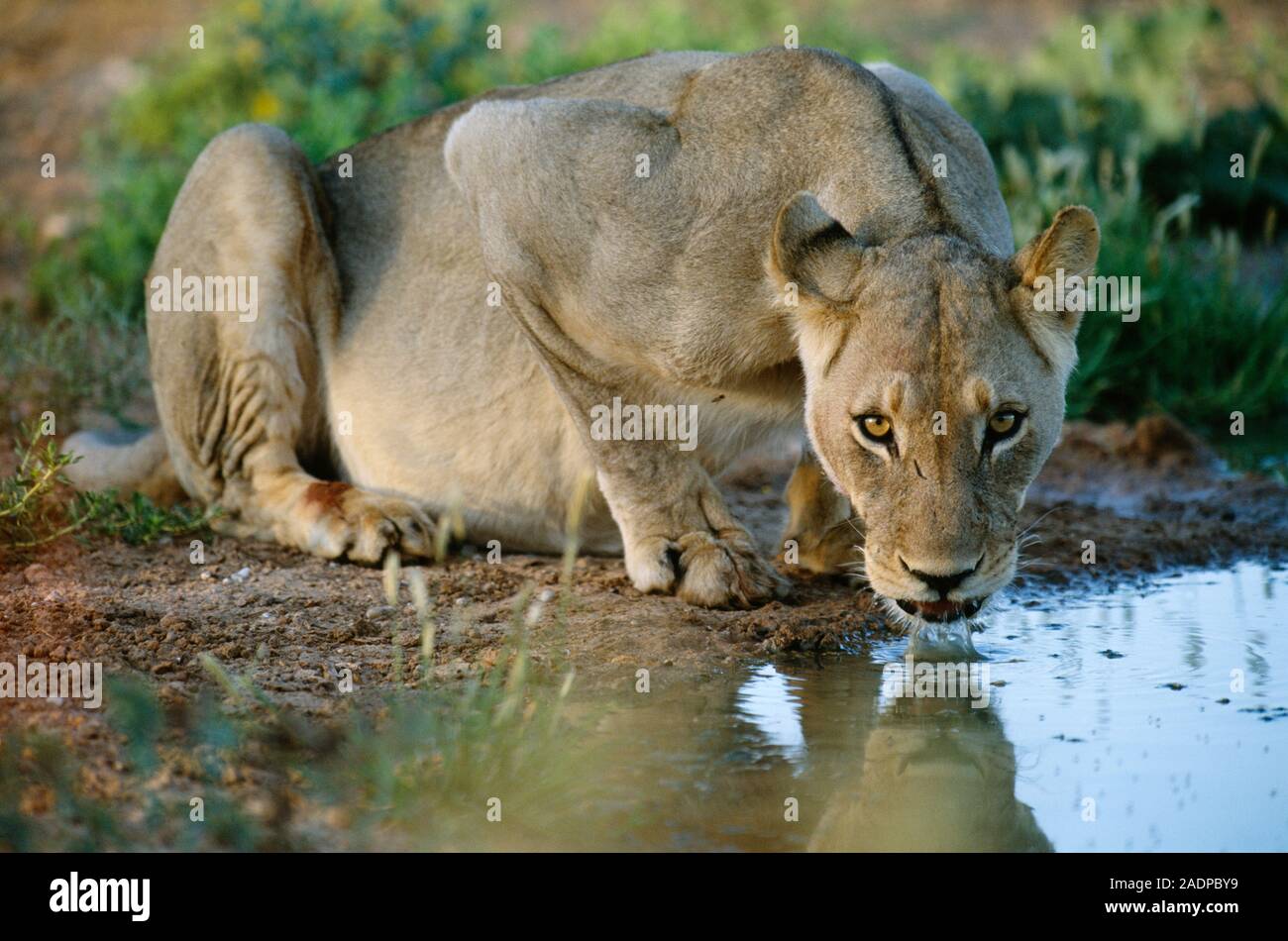 Female lion (Panthera leo) drinking from a pool. Lions are social cats