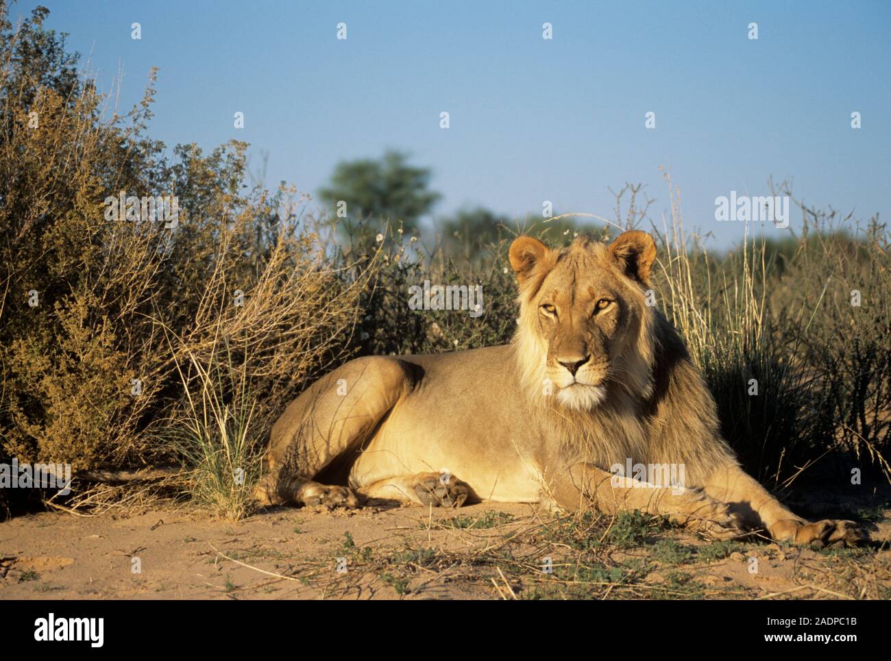 Male African lion (Panthera leo) resting. Male lions are the only cats