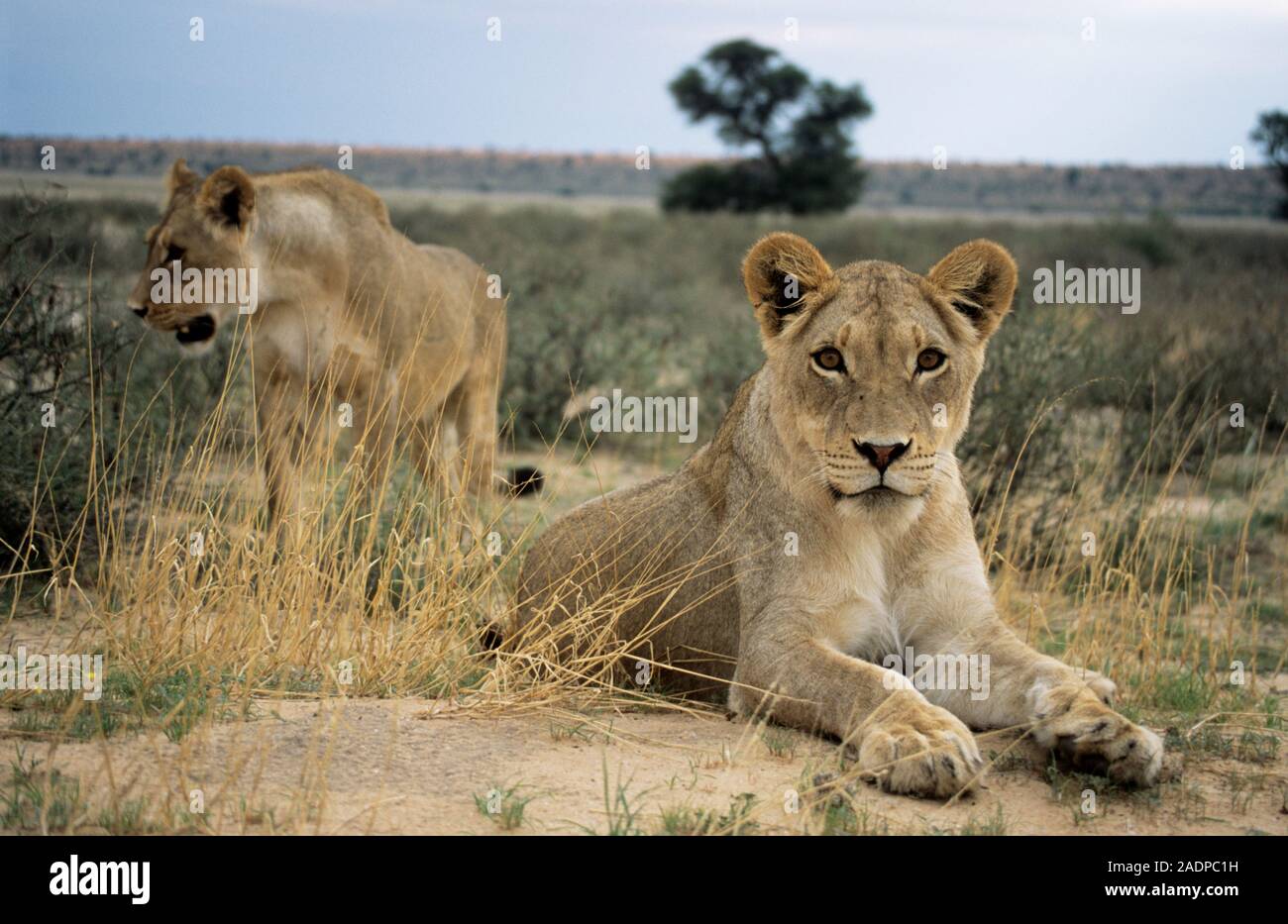 Lionesses. Two female African lions (Panthera leo). Lions are sociable