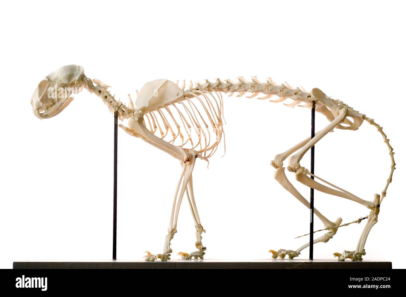 Cat skeleton. Side view of the skeleton of a domestic cat (Felis catus ...