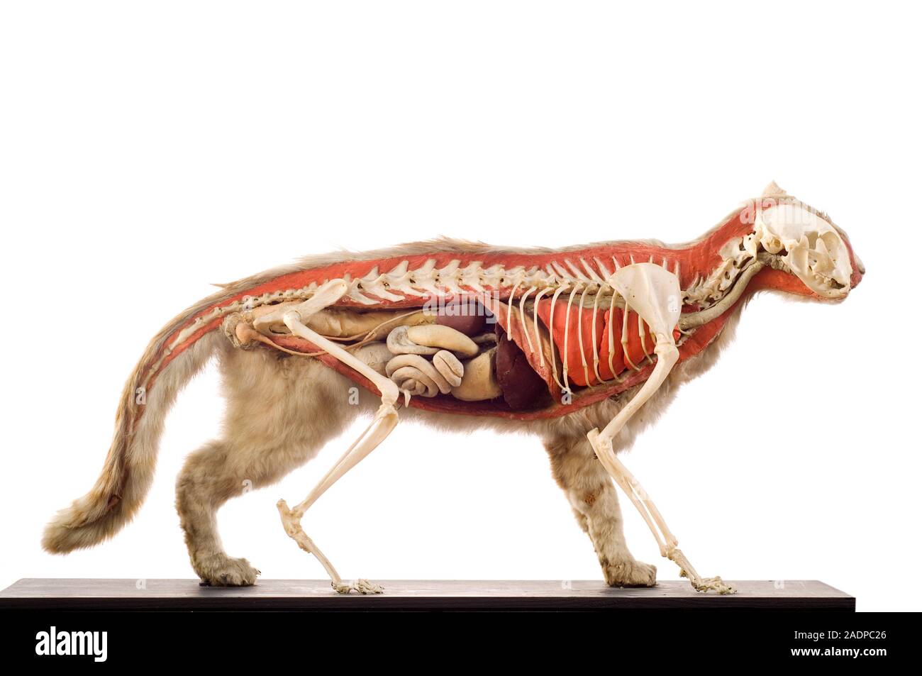 Анатомия мочеполовой системы кошки. Строение внутренних органов кошки брюшная полость. Органы кошек фото. Пищеварительная система кошки анатомия. Анатомия мочеполовой системы кошки.