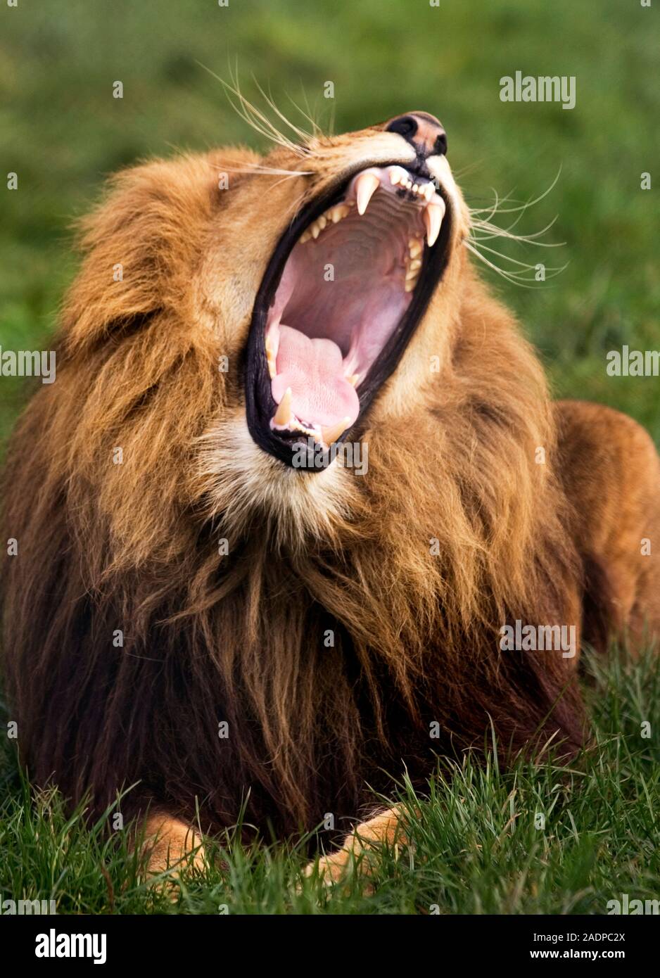 Yawning male lion (Panthera leo). Male lions are the only cats to have