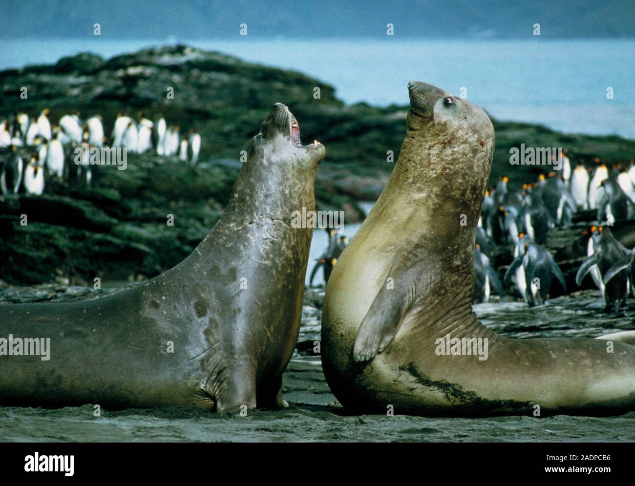 Southern elephant seal males (Mirounga leonina) sparring. Elephant