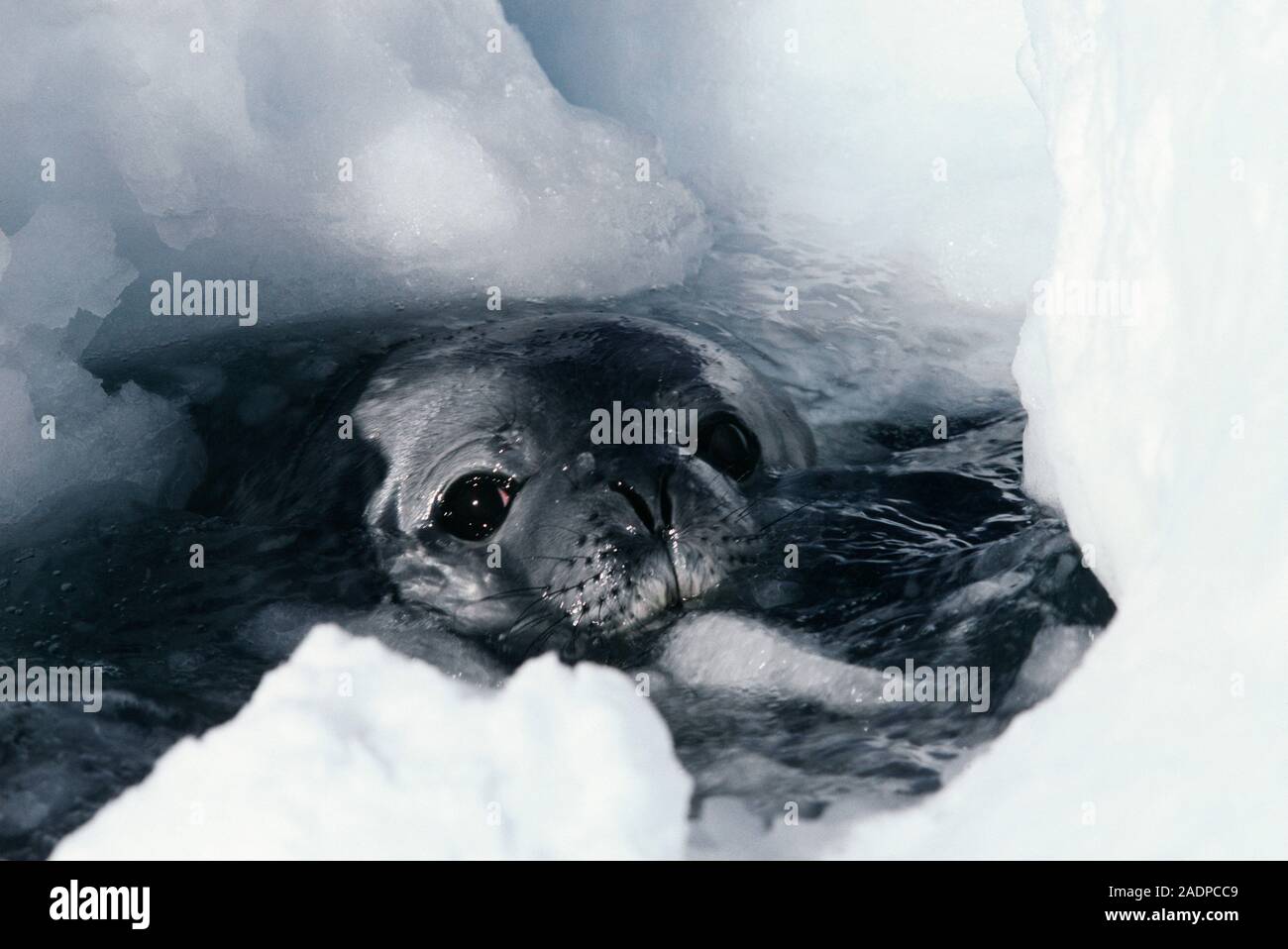 Weddell seal. Head of a sixweekold weddell seal pup (Leptonychotes