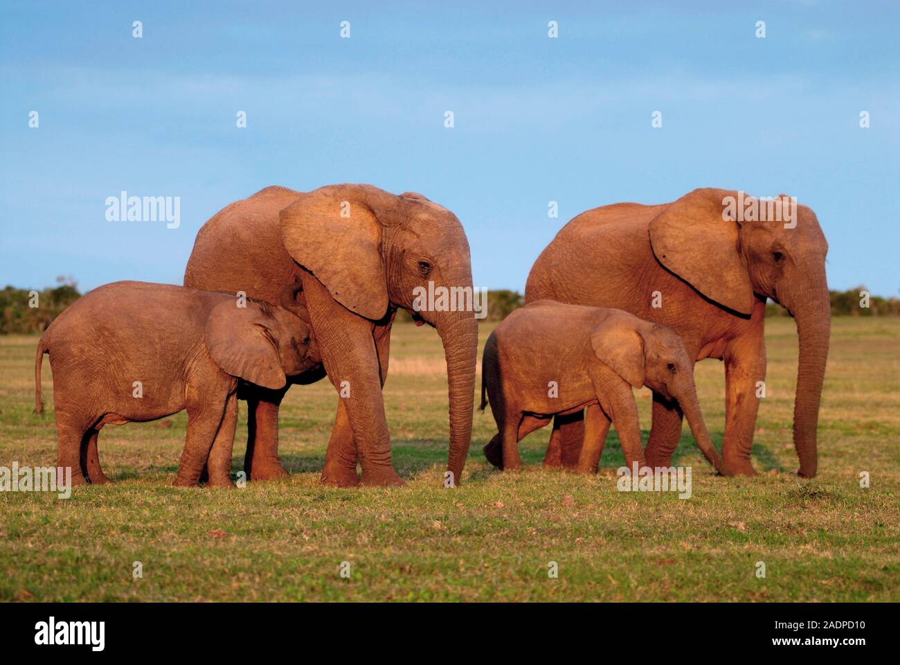 African elephants (Loxodonta africana). African elephant calves with