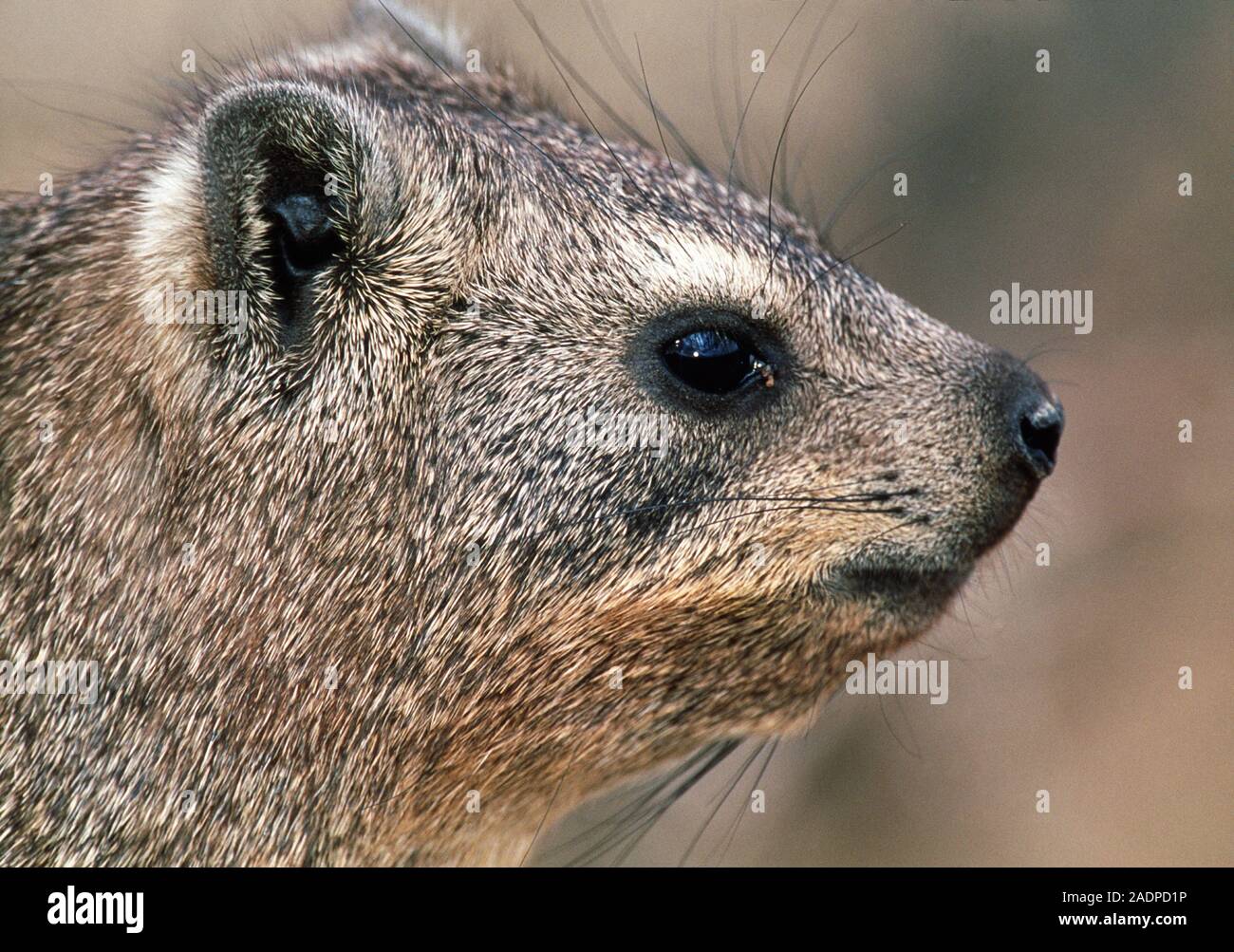 Rock hyrax (Procavia capensis). This herbivore feeds on grasses, herbs