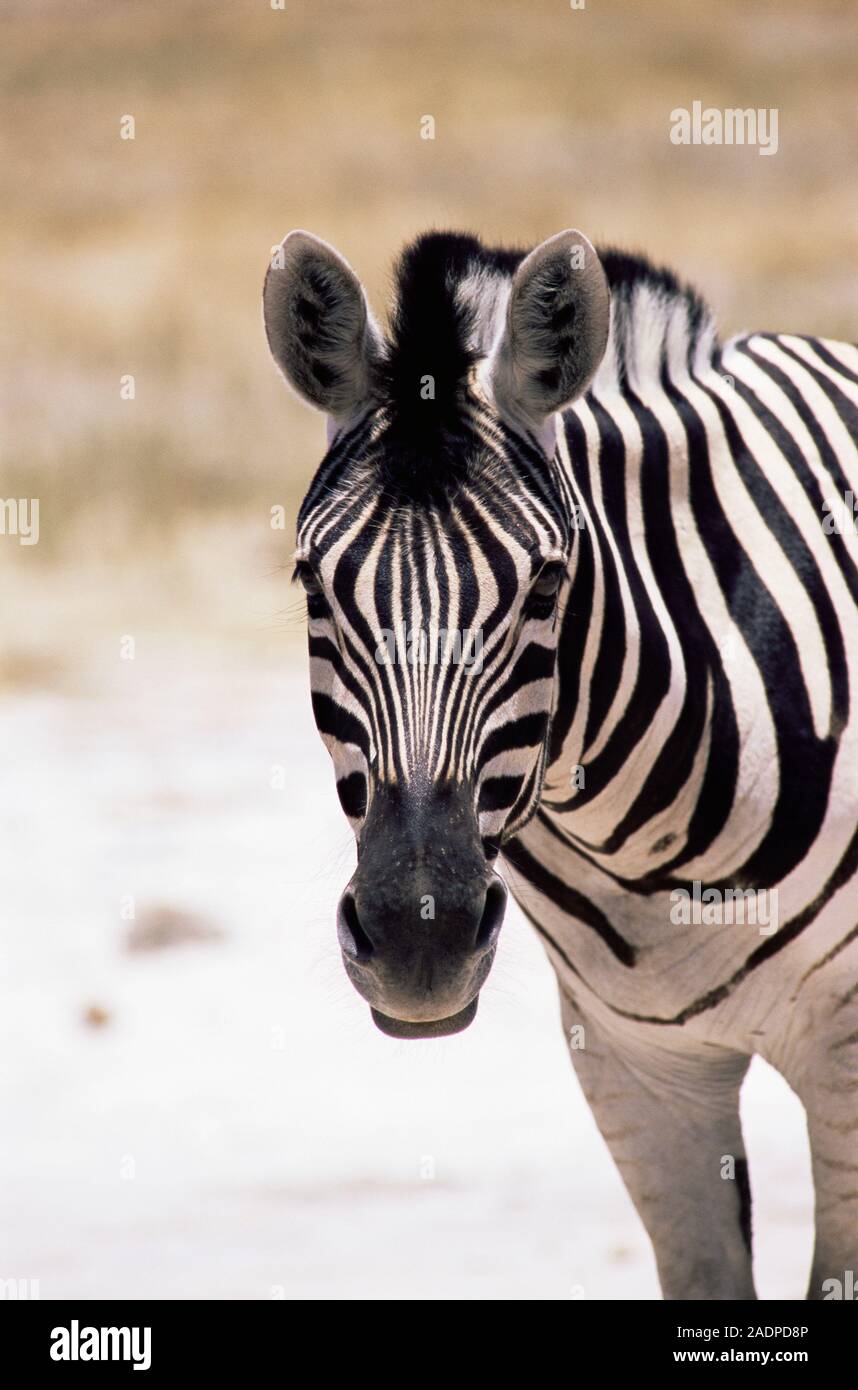 Burchell's zebra (Equus quagga burchellii) is a subspecies of the