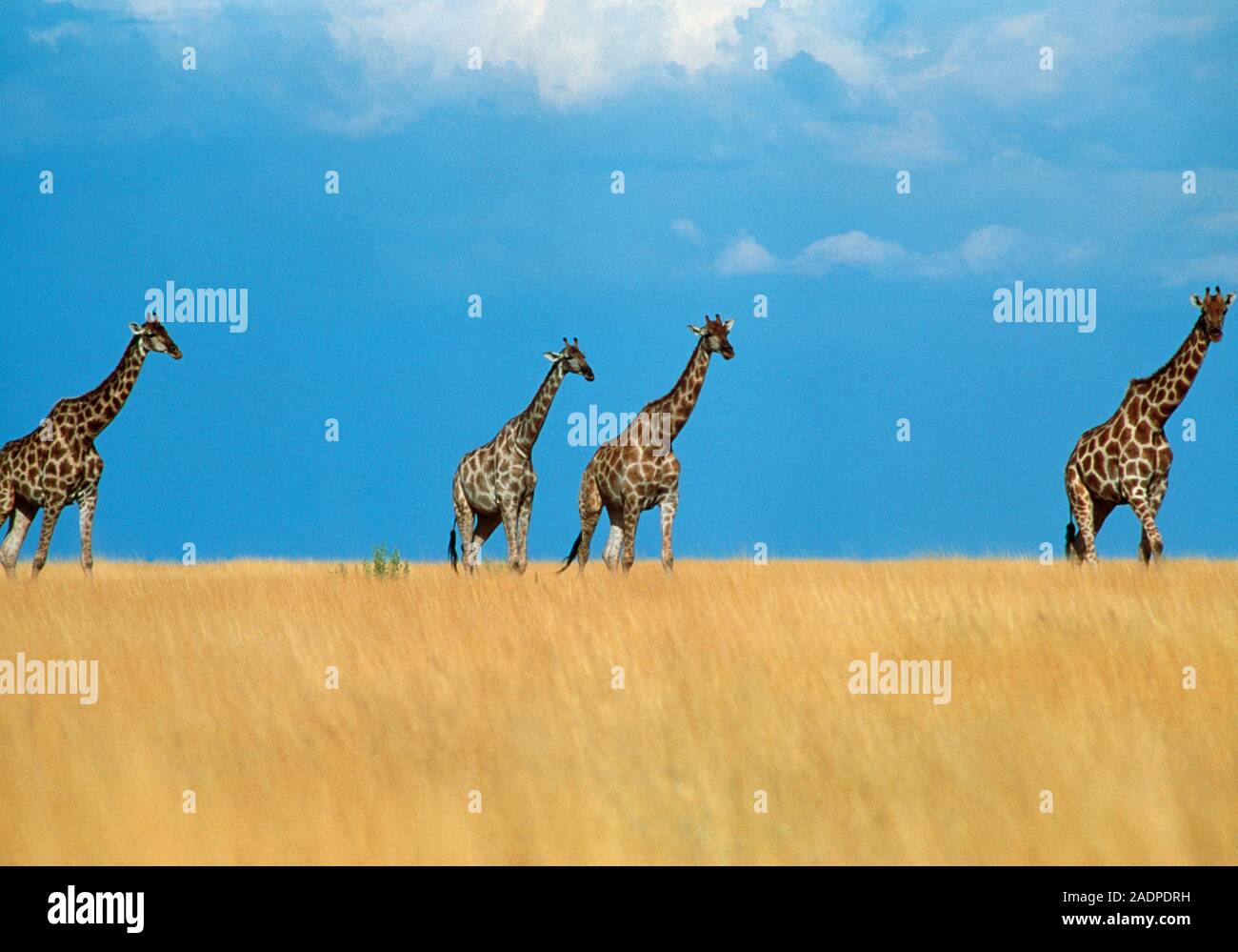 Giraffes (Giraffa camelopardalis) walking through grassland. These