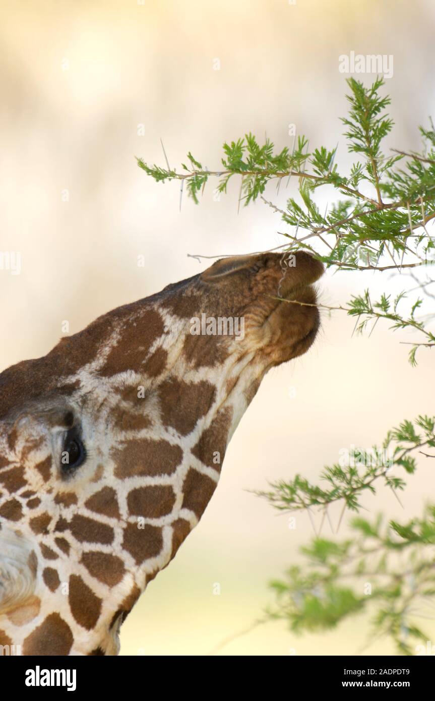 Giraffe (Giraffa camelopardalis) feeding on the leaves of an acacia tree (Acacia sp.) This