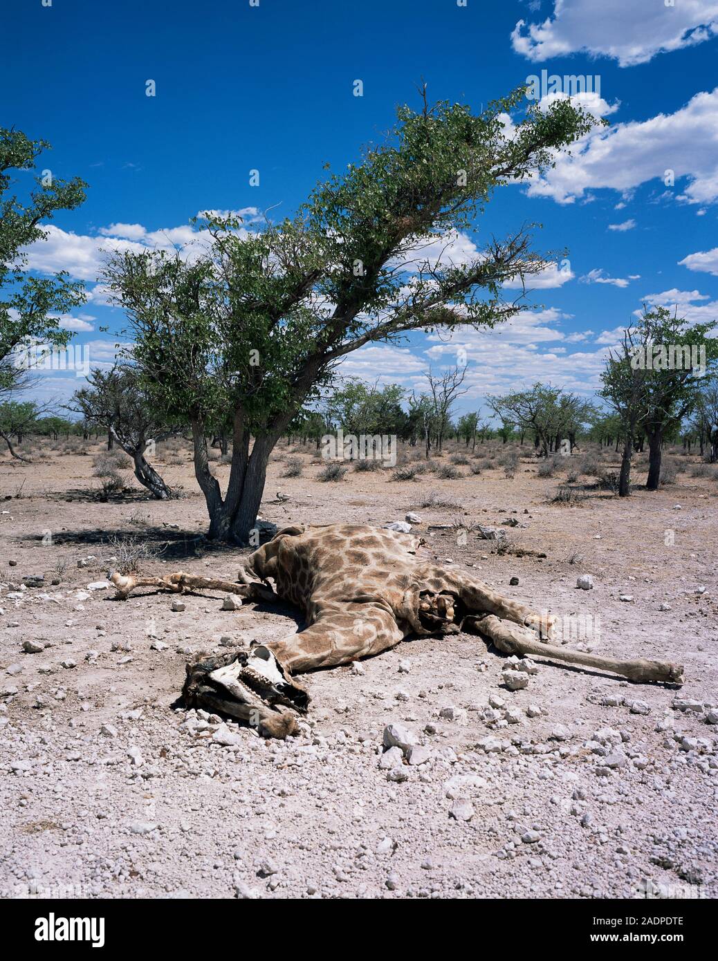 Giraffe carcass (Giraffa camelopardalis). This carcass has been