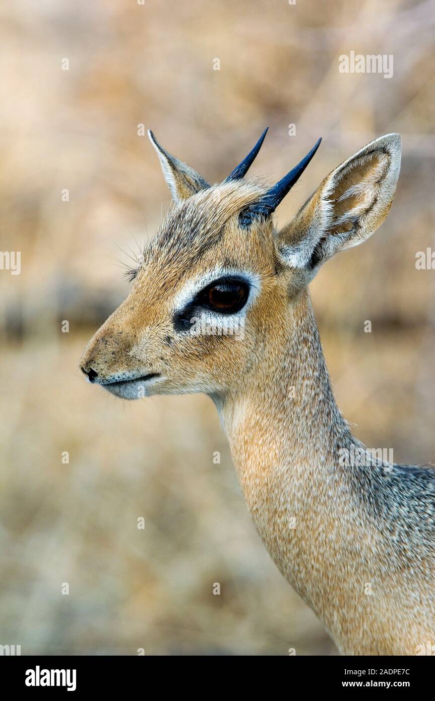 Klassik lesbian porno