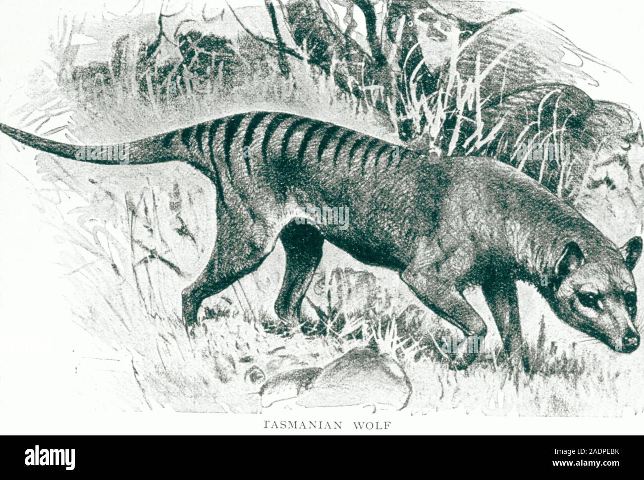 Tasmanian Wolf. Engraving Of The Tasmanian Wolf Or Thylacine ...