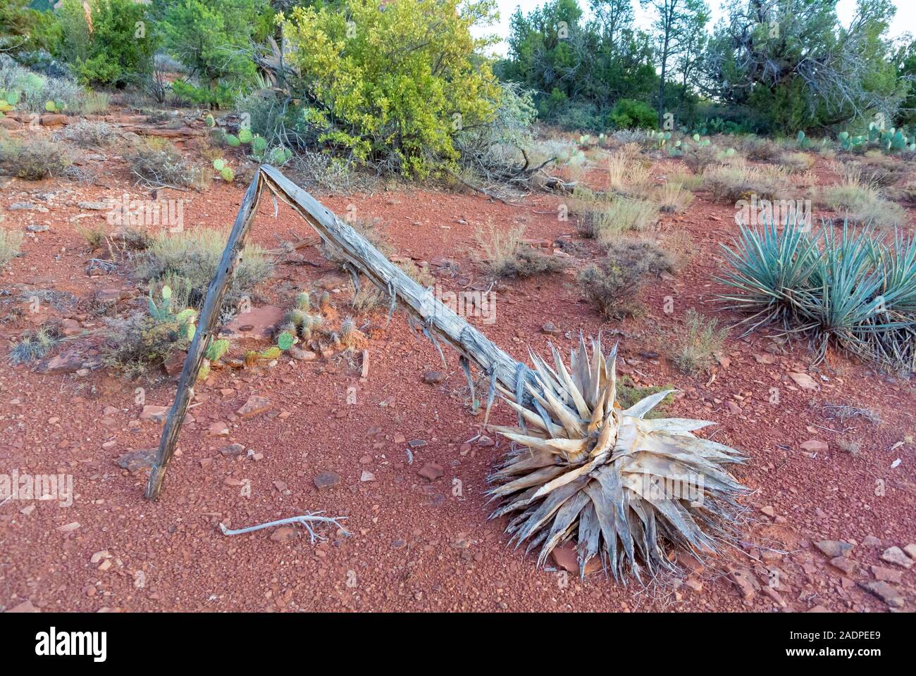 Sedona, Arizona/ United states of America, USA-october 13th 2019: Landscape of wild forest with dried agave Stock Photo