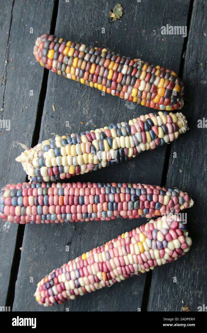 Multi-colored corn lies on the old vintage table.  Stock Photo