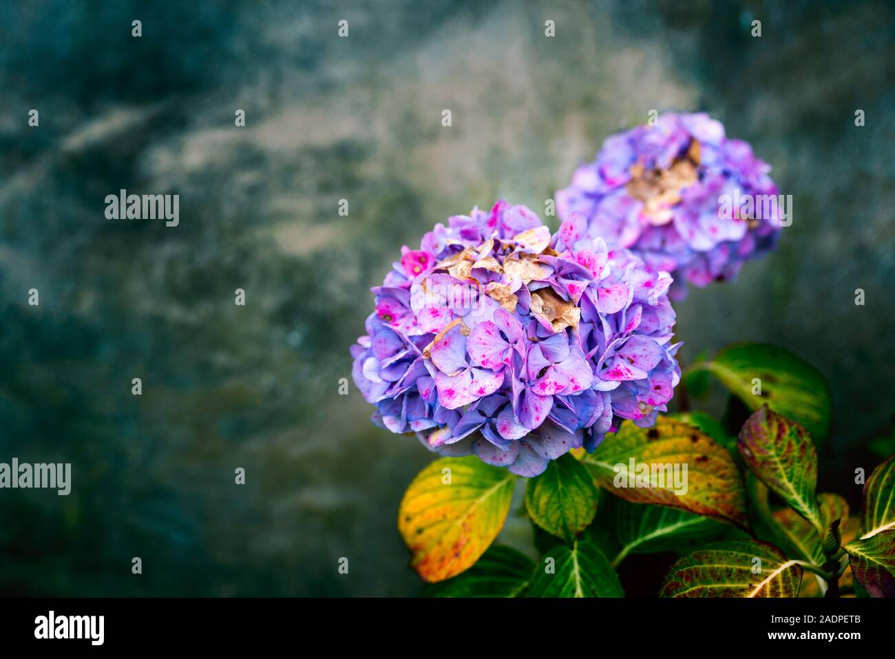 Dark purple hydrangea hi-res stock photography and images - Alamy