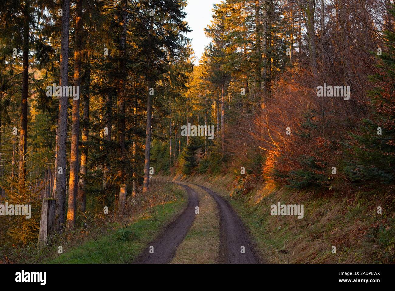 Road inside the forest. Beautiful scenic, romantic landscape with golden light. Trees on path in wild wood. Autumn. Schwarzwald, Black Forest. Germany Stock Photo