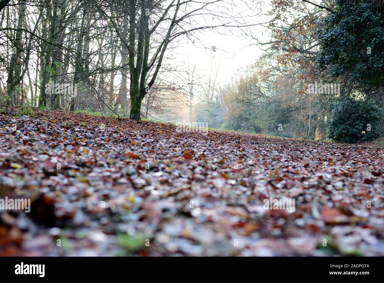 Ground level view of park floor with brown leaves and trees Stock Photo