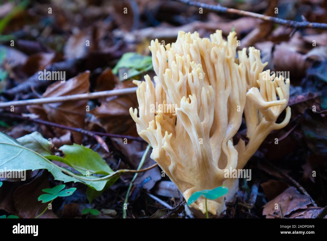Gelbe oder Zitronengelbe Koralle, giftiger Pilz Stock Photo