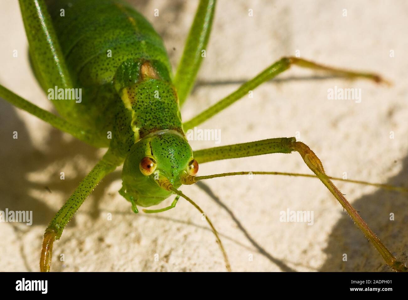 Punktierte Zartschrecke (Leptophyes punctatissima), Weibchen / speckled bush cricket, female Stock Photo