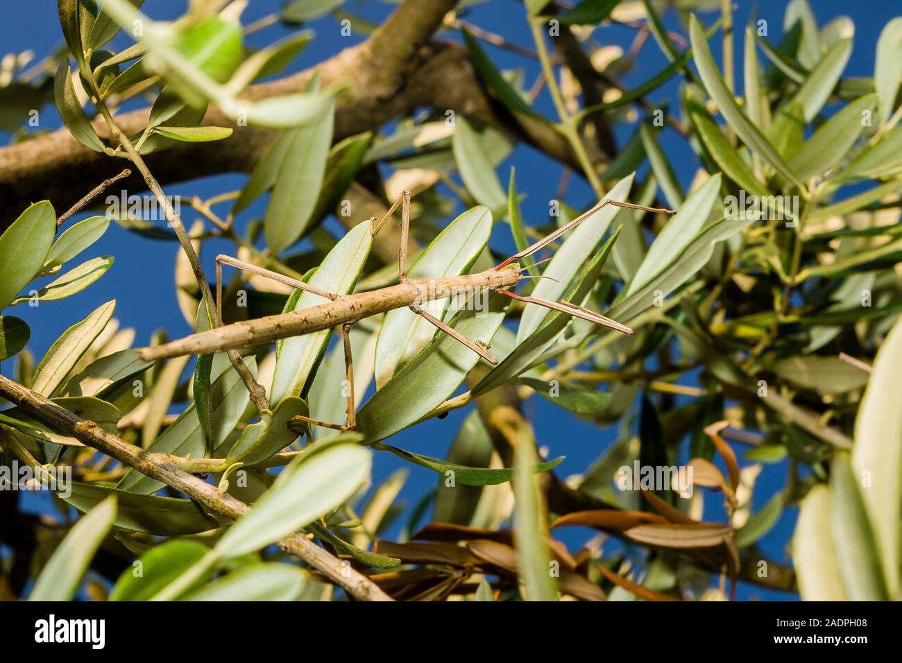 Männliche Annam-Stabschrecke (Medauroidea extradentata) in einem Olivenbaum Stock Photo