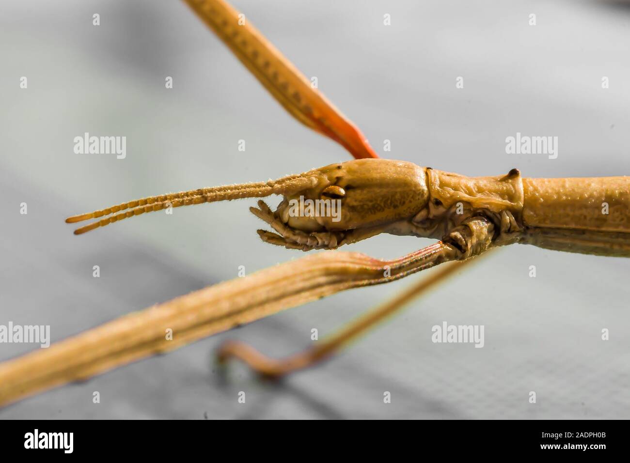 Makro einer Männlichen Annam-Stabschrecke (Medauroidea extradentata) /  Macro of a male Annam walking stick Stock Photo - Alamy