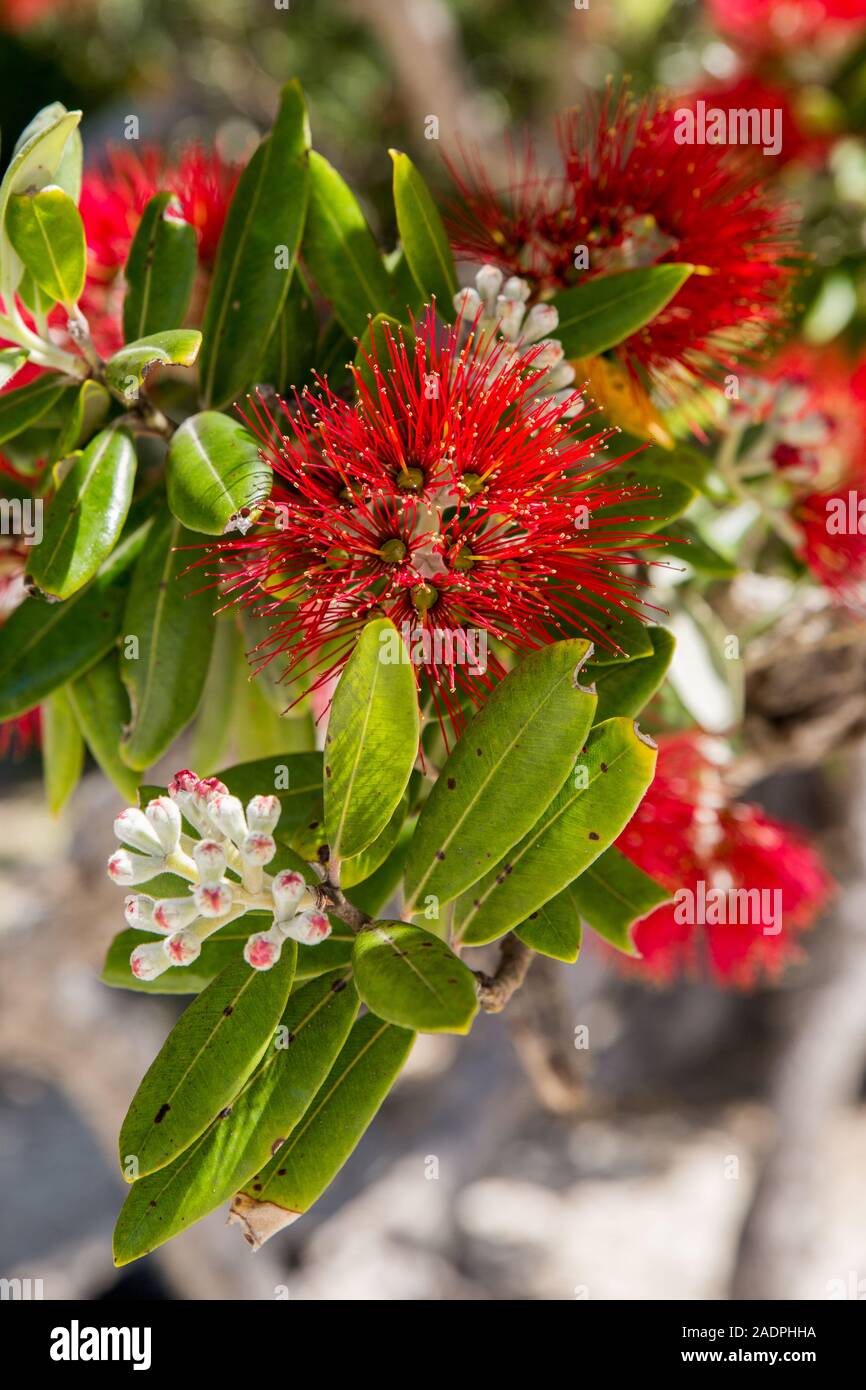 A vertical, close up image of the Pohutukawa tree flower, taken in the Coromandel Peninsula of New Zealand Stock Photo
